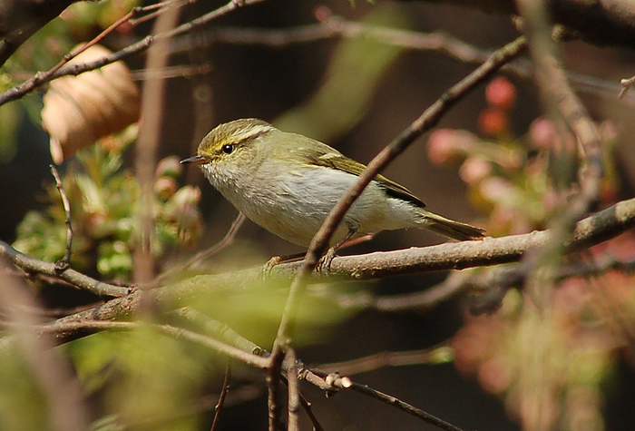 Stock wiki image of Pallas' Warbler