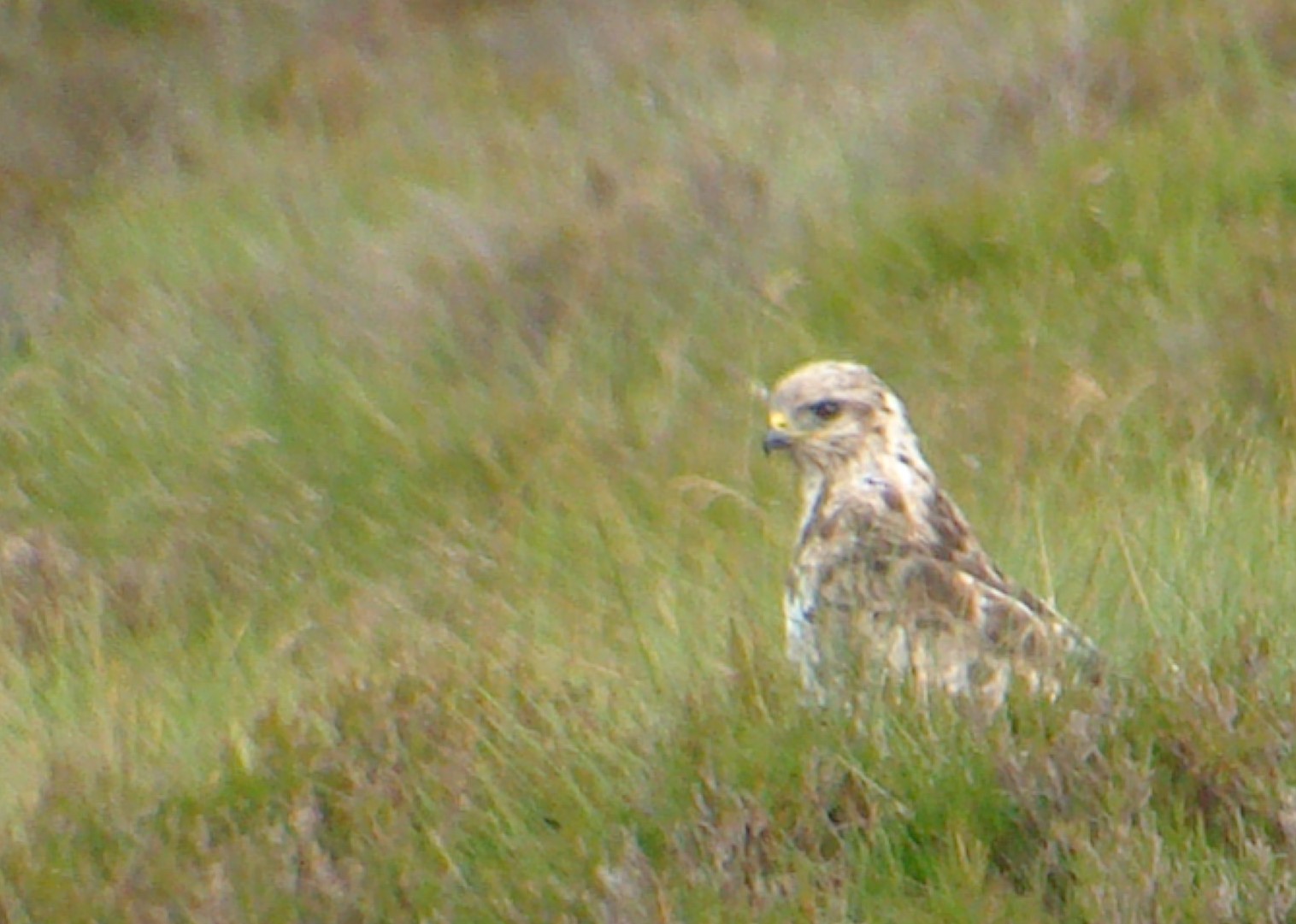 Buzzard