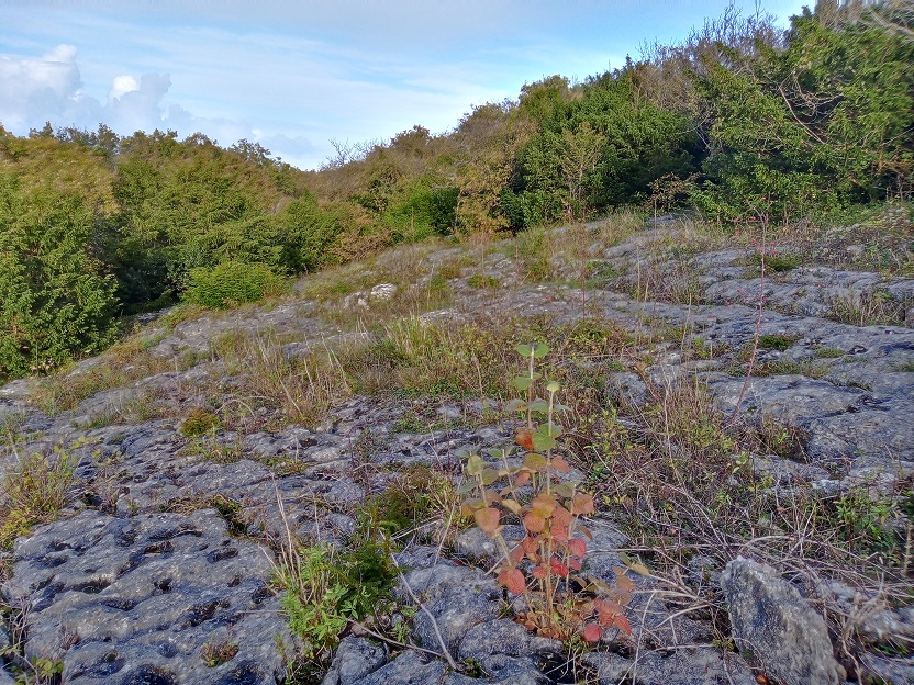 Limestone pavement