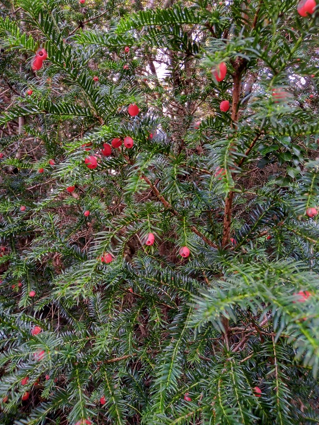 yew berries